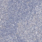 Immunohistochemical staining of human lymph node shows low expression as expected.