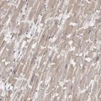 Anti-FHOD3 Antibody