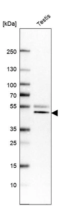 Western blot analysis in human testis tissue.