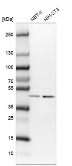 Western blot analysis in rat cell line NBT-II and mouse cell line NIH-3T3.