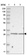 Anti-ZC2HC1A Antibody