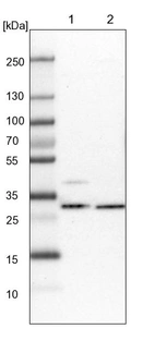 Lane 1: NIH-3T3 cell lysate (Mouse embryonic fibroblast cells)_br/_Lane 2: NBT-II cell lysate (Rat Wistar bladder tumour cells)