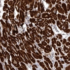 Anti-SNX16 Antibody
