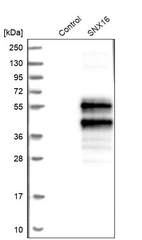 Western blot analysis in control (vector only transfected HEK293T lysate) and SNX16 over-expression lysate (Co-expressed with a C-terminal myc-DDK tag (~3.1 kDa) in mammalian HEK293T cells, LY403494).