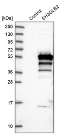 Western blot analysis in control (vector only transfected HEK293T lysate) and SH3GLB2 over-expression lysate (Co-expressed with a C-terminal myc-DDK tag (~3.1 kDa) in mammalian HEK293T cells, LY402767).