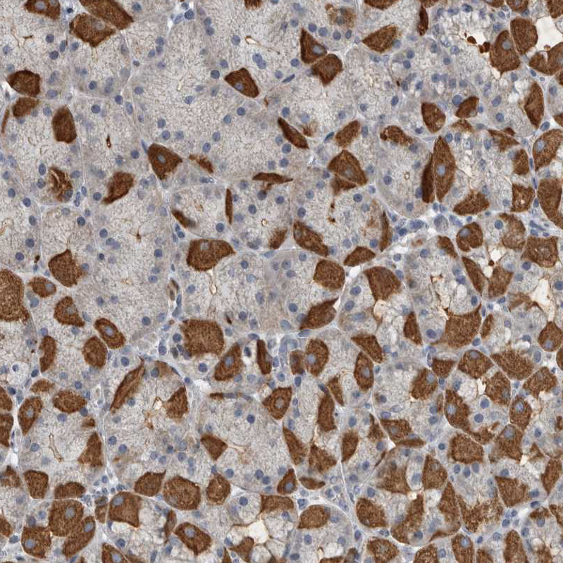 Anti-MPP3 Antibody