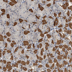 Anti-MPP3 Antibody