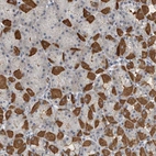 Anti-MPP3 Antibody