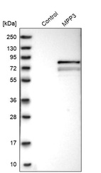Western blot analysis in control (vector only transfected HEK293T lysate) and MPP3 over-expression lysate (Co-expressed with a C-terminal myc-DDK tag (~3.1 kDa) in mammalian HEK293T cells, LY419634).