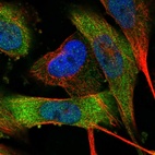 Immunofluorescent staining of human cell line U-251 MG shows localization to cytosol.