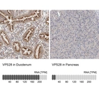 Anti-VPS28 Antibody