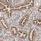 Immunohistochemical staining of human duodenum shows strong cytoplasmic granular positivity in glandular cells.