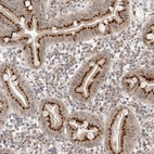 Immunohistochemical staining of human duodenum shows strong cytoplasmic granular positivity in glandular cells.