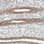 Immunohistochemical staining of human endometrium shows strong cytoplasmic granular positivity in glandular cells.