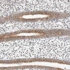 Immunohistochemical staining of human endometrium shows strong cytoplasmic granular positivity in glandular cells.