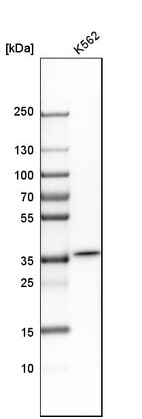 Western blot analysis in human cell line K562.