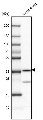 Western blot analysis in mouse cerebellum tissue.