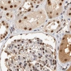 Immunohistochemical staining of human kidney using Anti-ZNF830 antibody HPA024754.