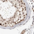 Immunohistochemical staining of human testis using Anti-ZNF830 antibody HPA024754.