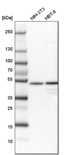 Western blot analysis in mouse cell line NIH-3T3 and rat cell line NBT-II.