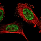 Immunofluorescent staining of human cell line U-251 MG shows localization to nucleoplasm.