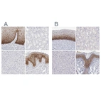 Immunohistochemical staining of human cervix, uterine, kidney, liver and skin using Anti-LY6D antibody HPA024755 (A) shows similar protein distribution across tissues to independent antibody HPA064317 (B).