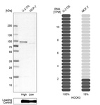 Western blot analysis in human cell line U-2 OS and human cell line MCF-7.
