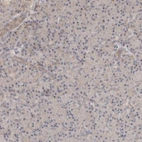 Immunohistochemical staining of human pancreas shows low expression as expected.