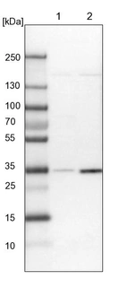 Lane 1: NIH-3T3 cell lysate (Mouse embryonic fibroblast cells)_br/_Lane 2: NBT-II cell lysate (Rat Wistar bladder tumour cells)