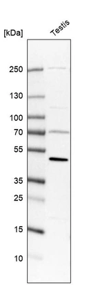 Western blot analysis in human testis tissue.