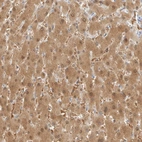 Immunohistochemical staining of human liver shows high expression.