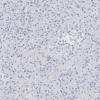 Immunohistochemical staining of human pancreas shows low expression as expected.