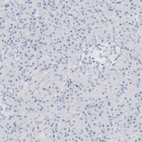 Immunohistochemical staining of human pancreas shows low expression as expected.