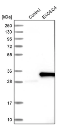 Western blot analysis in control (vector only transfected HEK293T lysate) and EXOSC4 over-expression lysate (Co-expressed with a C-terminal myc-DDK tag (~3.1 kDa) in mammalian HEK293T cells, LY412805).