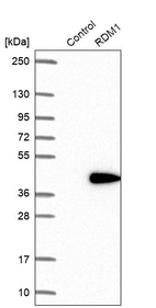 Anti-RDM1 Antibody