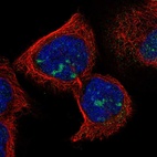 Immunofluorescent staining of human cell line A-431 shows localization to nucleoli.