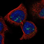 Immunofluorescent staining of human cell line A-431 shows localization to nucleoli.