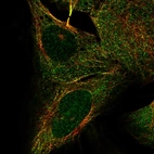 Immunofluorescent staining of human cell line U-2 OS shows localization to nucleoli, microtubules, cytokinetic bridge & mitotic spindle.