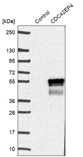 Anti-CDC42EP4 Antibody