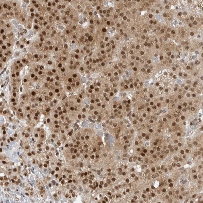 Anti-C8orf33 Antibody
