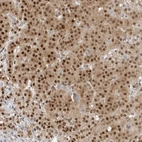 Anti-C8orf33 Antibody