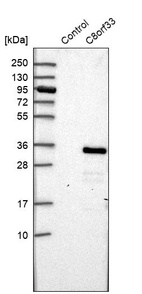 Anti-C8orf33 Antibody