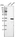 Anti-C8orf33 Antibody