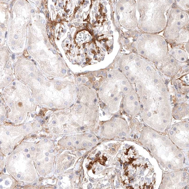 Anti-LONRF1 Antibody