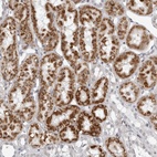 Anti-FAM135B Antibody