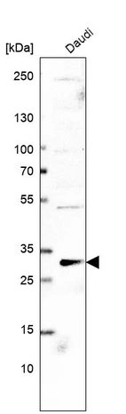Western blot analysis in human cell line Daudi.