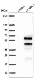 Western blot analysis in control (vector only transfected HEK293T lysate) and CUEDC1 over-expression lysate (Co-expressed with a C-terminal myc-DDK tag (~3.1 kDa) in mammalian HEK293T cells, LY413433).