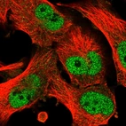 Immunofluorescent staining of human cell line U-251 MG shows localization to nucleoplasm.