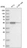 Anti-ZNF114 Antibody