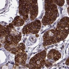 Immunohistochemical staining of human parathyroid gland using Anti-KIF13B antibody HPA025023.